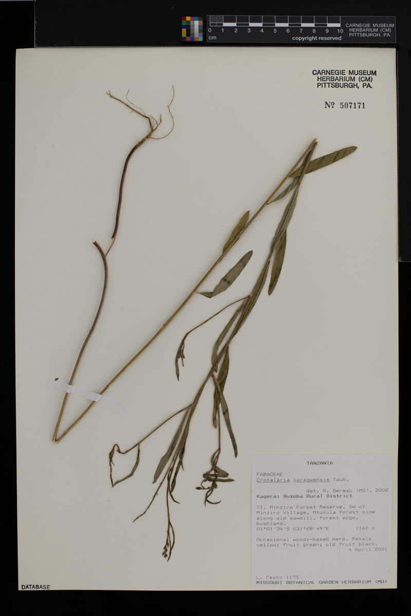 Crotalaria karagwensis — photo