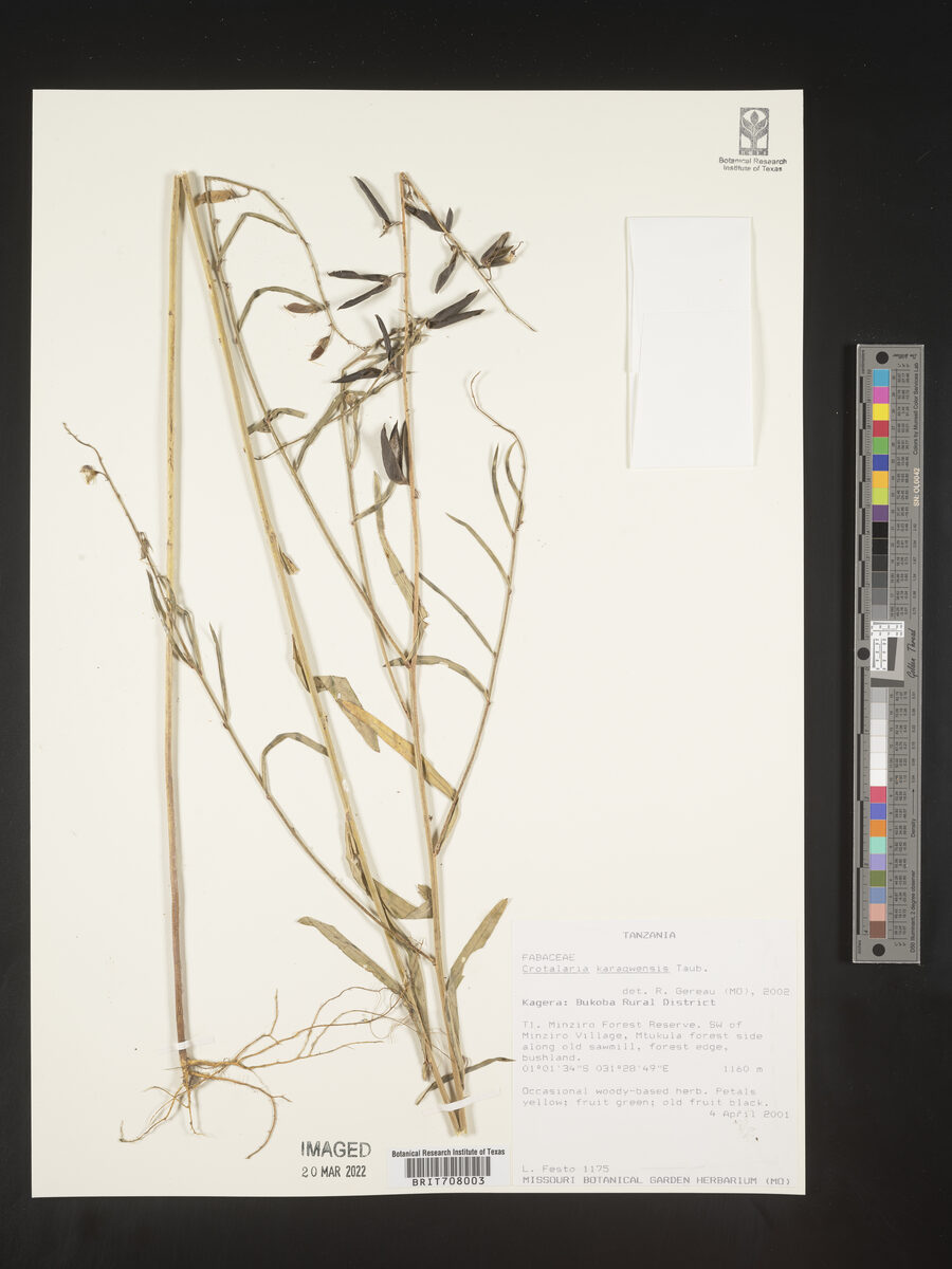 Crotalaria karagwensis — photo
