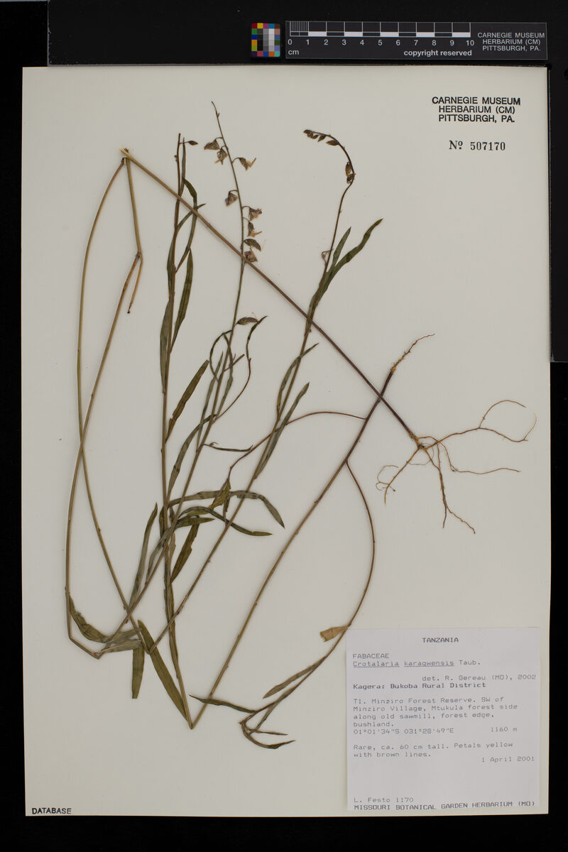 Crotalaria karagwensis
