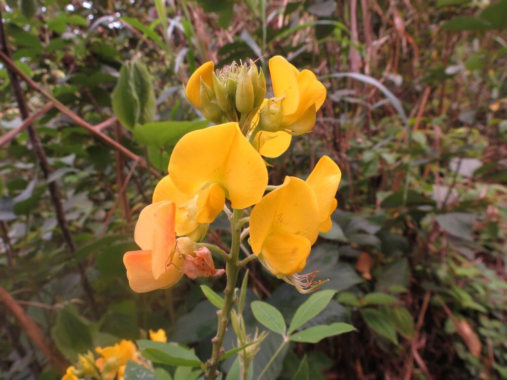 Crotalaria laevigata