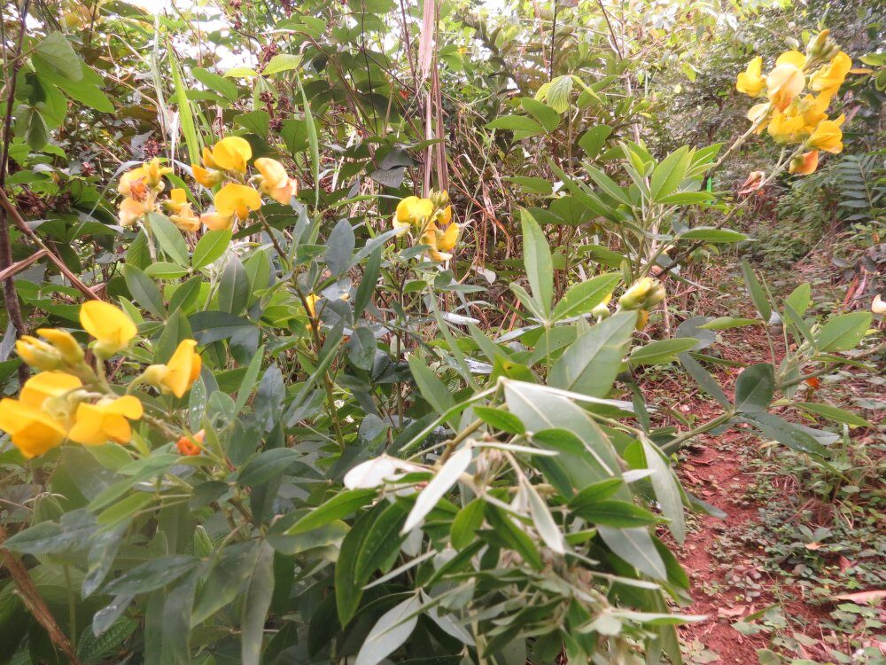 Crotalaria laevigata — photo