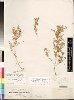 Crotalaria microcarpa (Small-fruit rattle pod) — photo