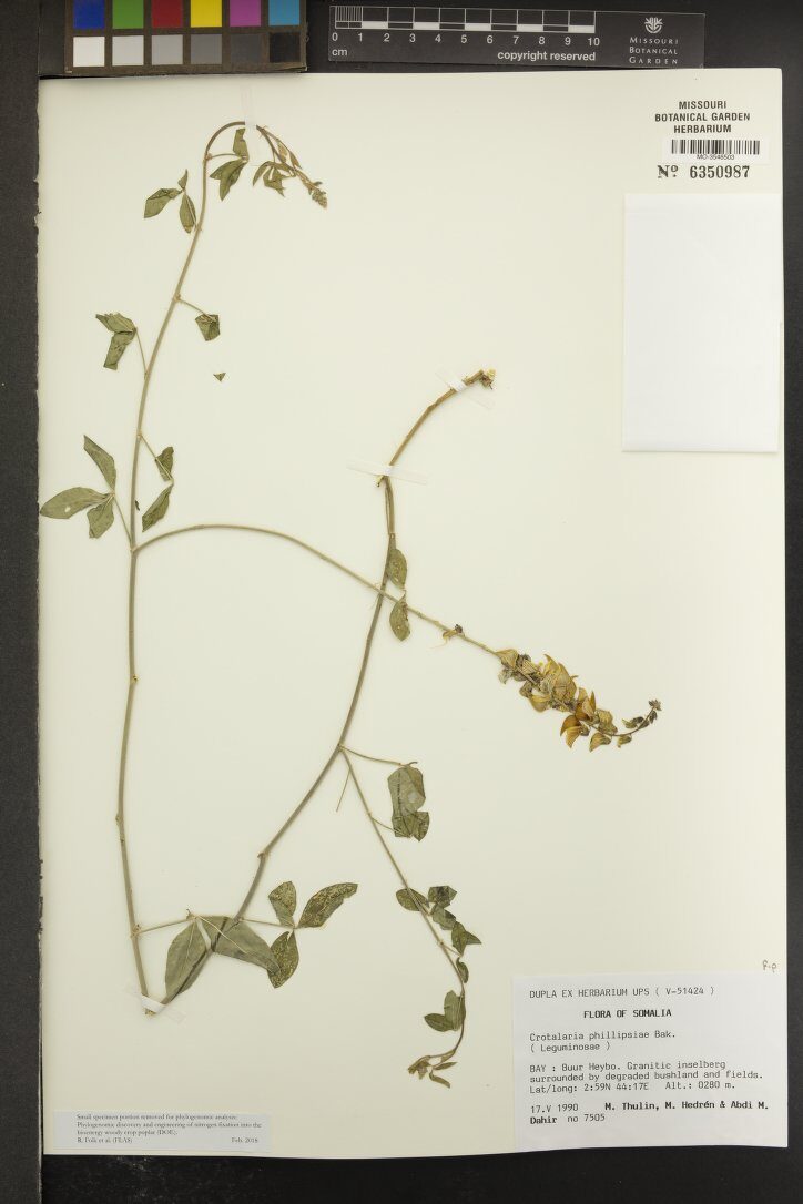 Crotalaria phillipsiae — photo