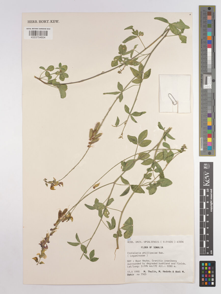 Crotalaria phillipsiae — photo