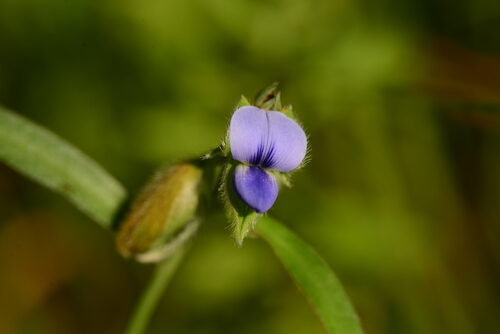 Crotalaria sessiliflora — photo