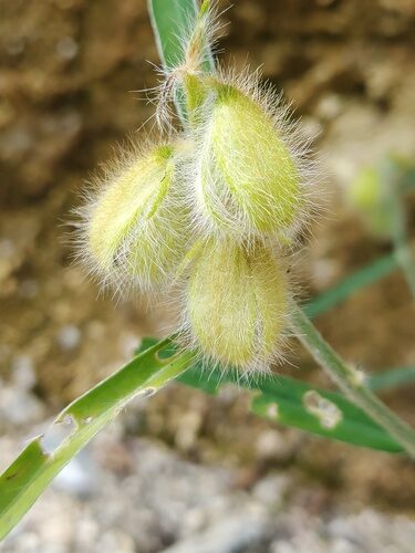 Crotalaria sessiliflora — photo