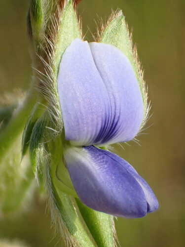 Crotalaria sessiliflora