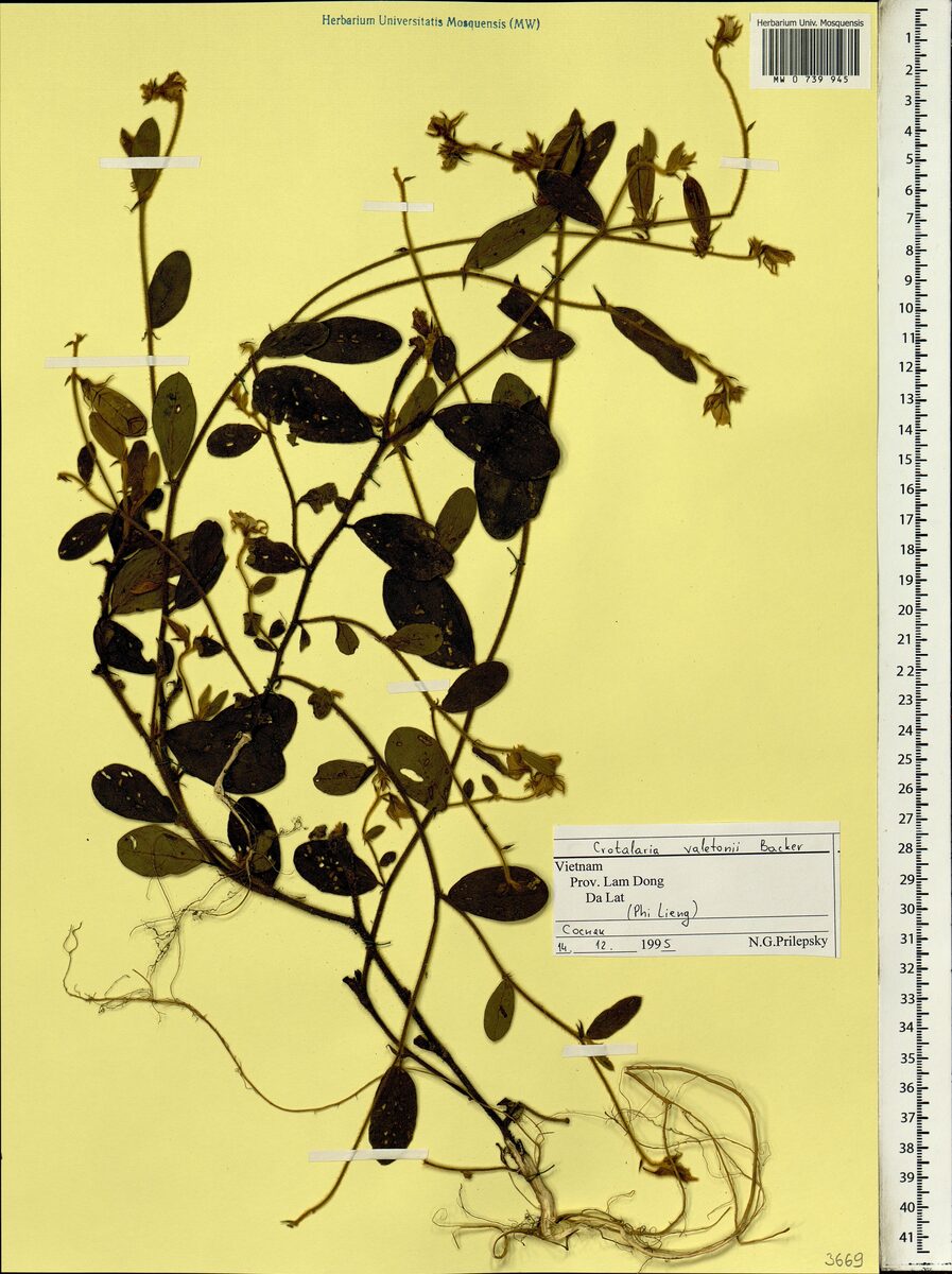 Crotalaria valetonii — photo
