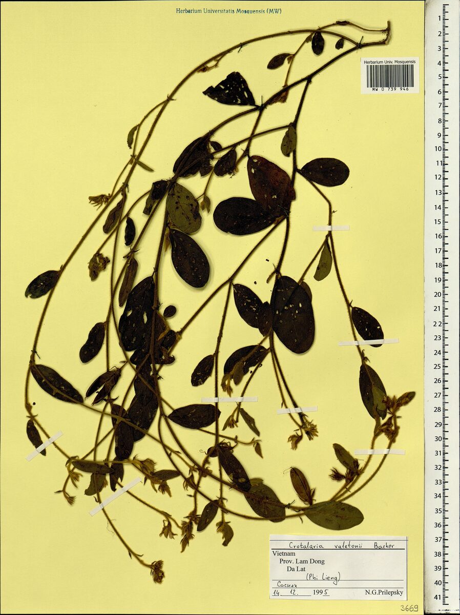 Crotalaria valetonii