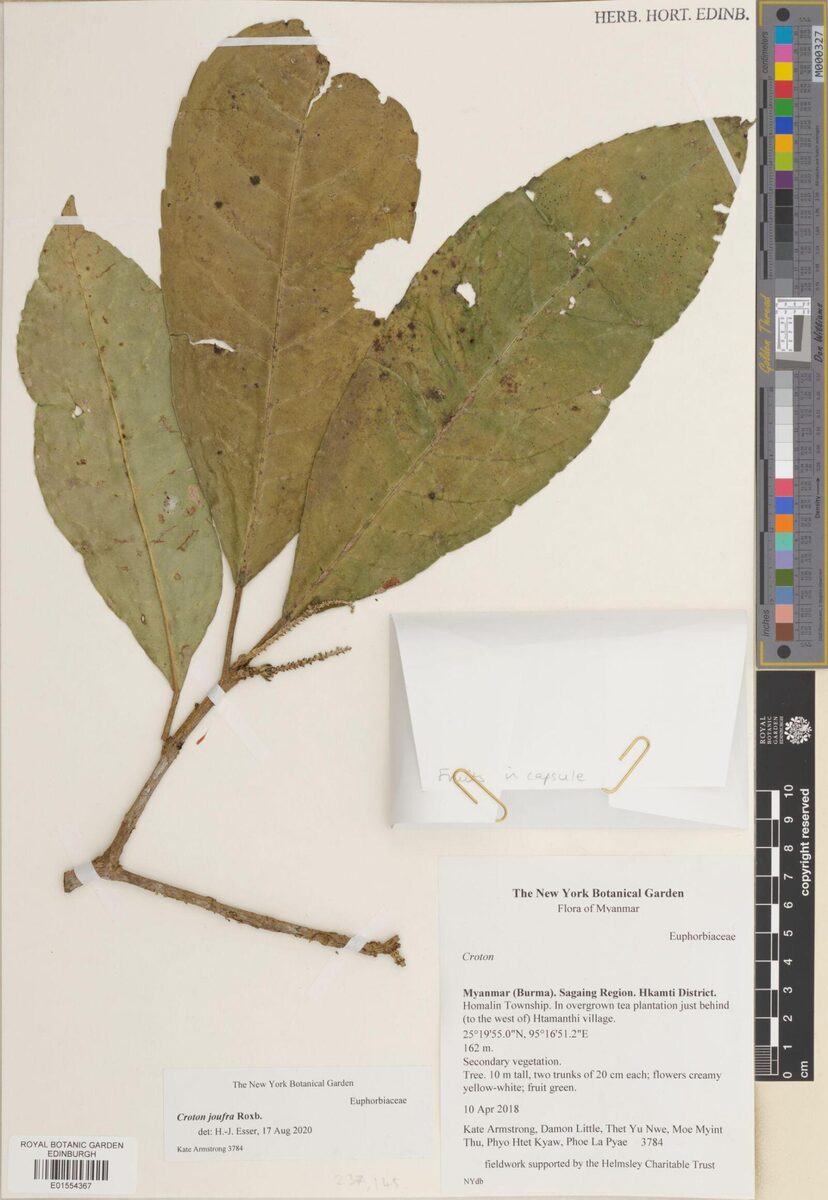 Croton joufra — photo