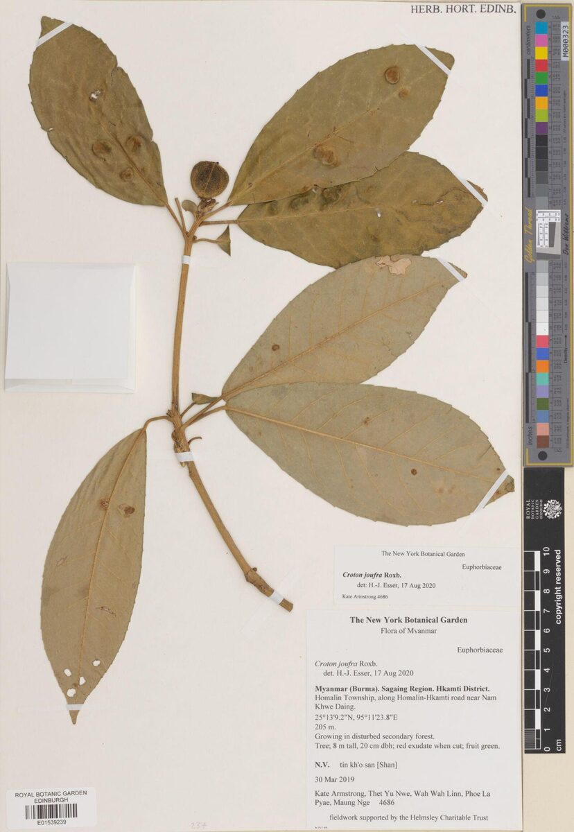 Croton joufra