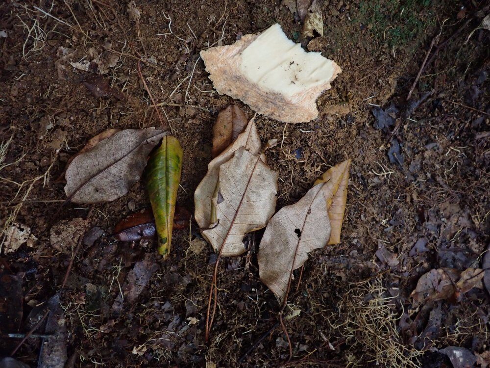 Croton oligandrus — photo