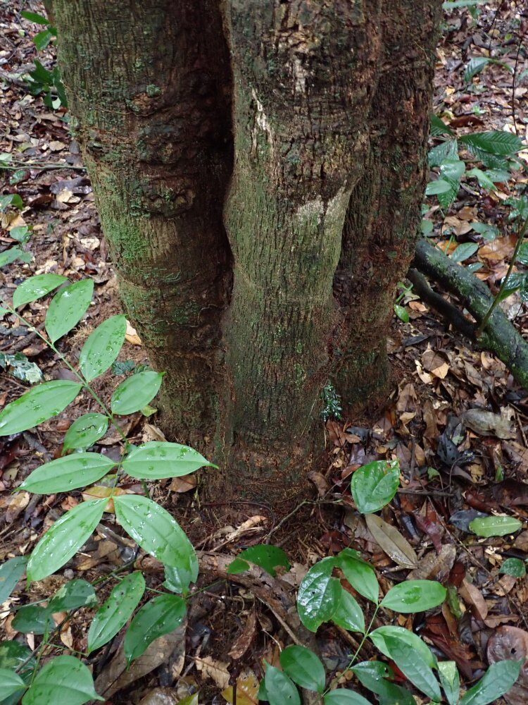 Croton oligandrus — photo