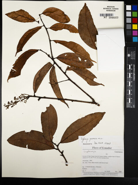 Cryptocarya guianensis — photo