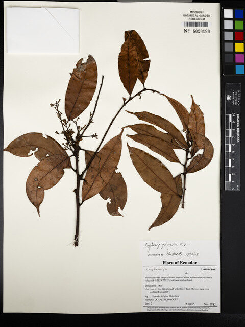 Cryptocarya guianensis — photo