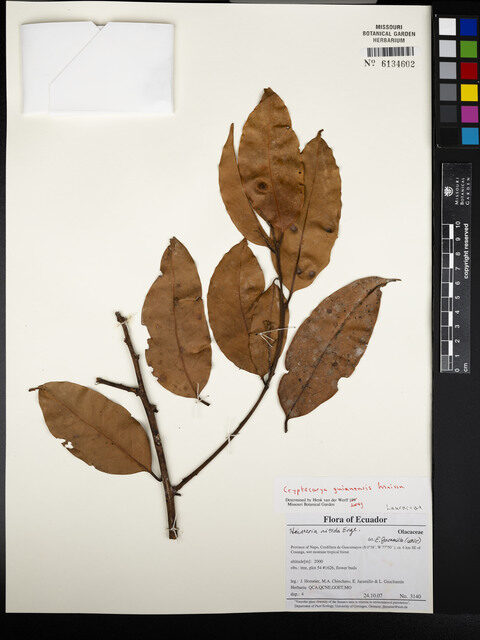 Cryptocarya guianensis