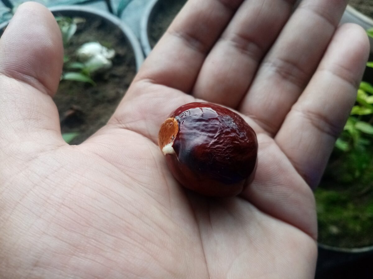 Cubilia cubili (Kubili nut) — photo
