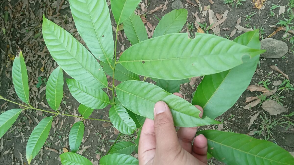 Cubilia cubili (Kubili nut) — photo