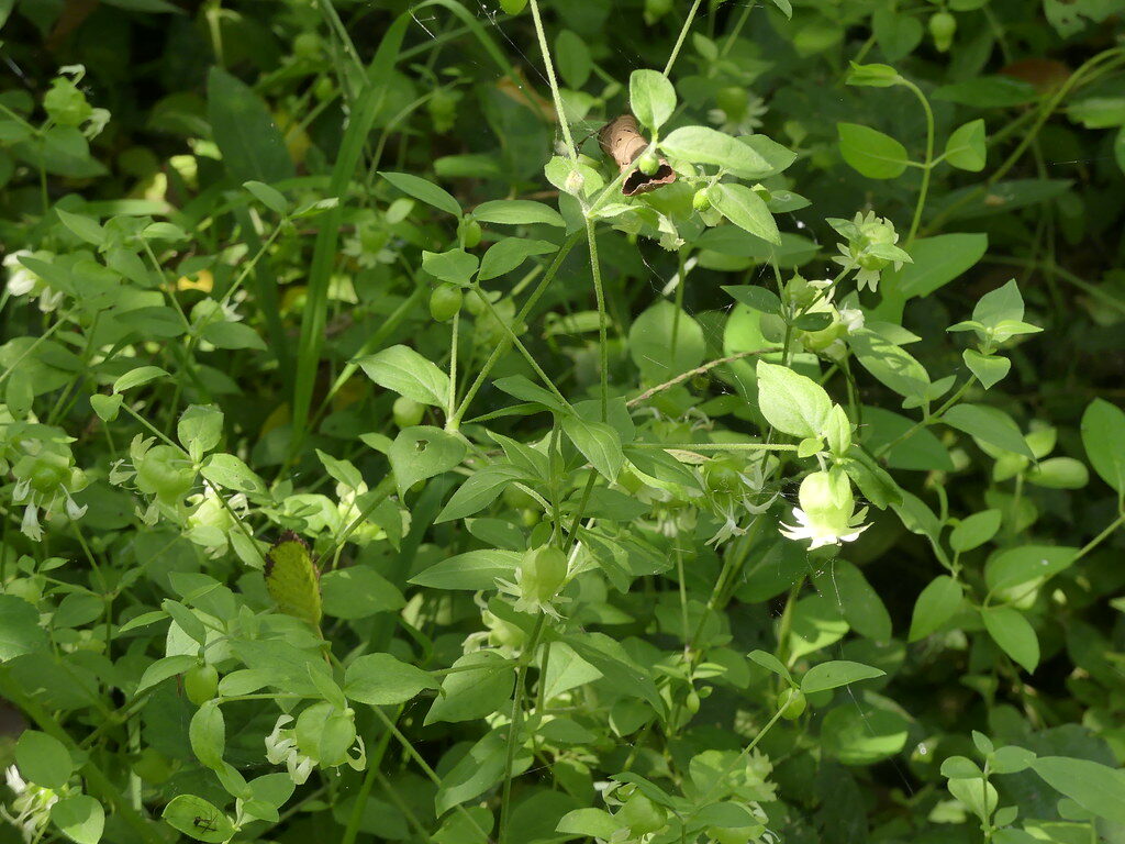 Cucubalus baccifer (Berry-Bearing Catchfly) — photo