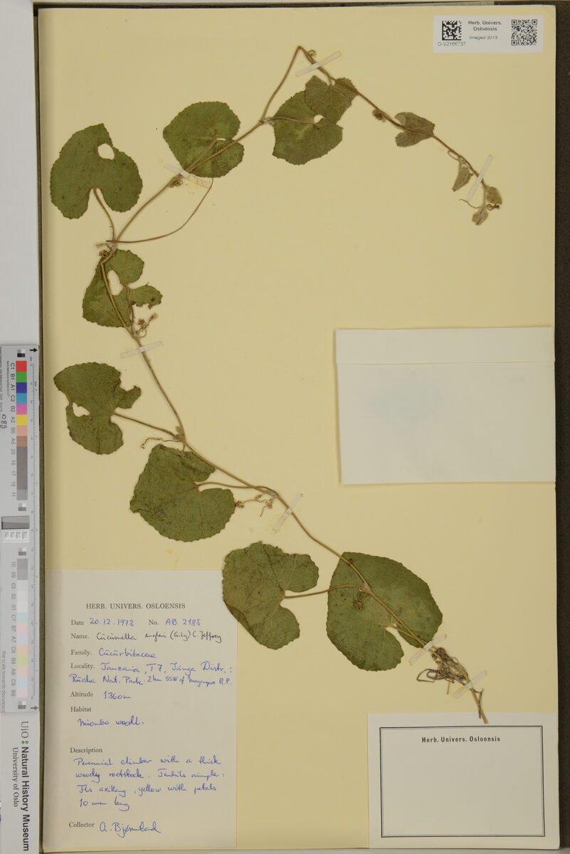 Cucumella engleri — photo