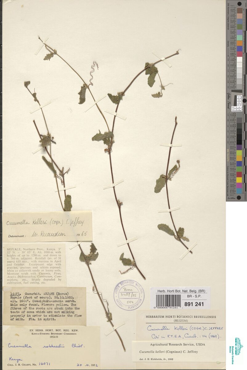 Cucumella kelleri