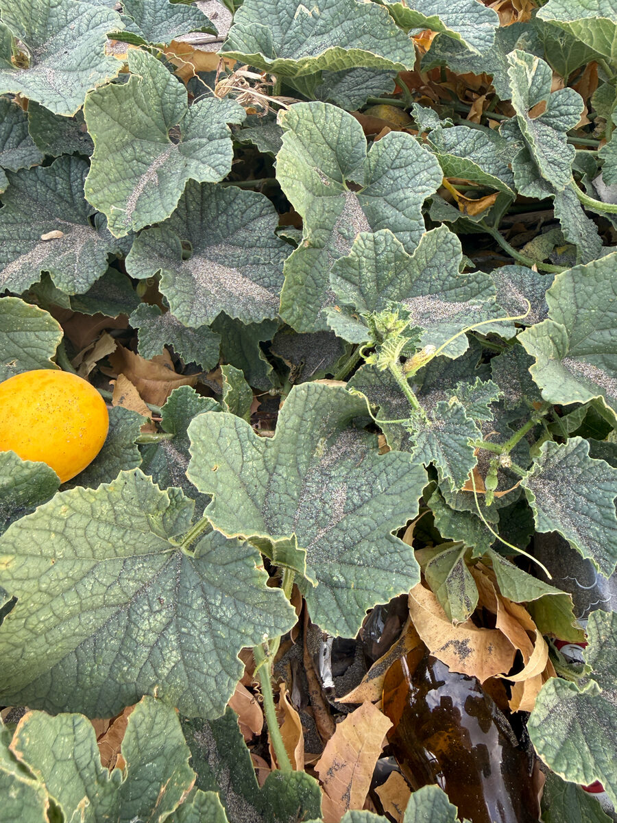 Cucumis melo agrestis - (Naudin.)Pangalo. (Wild Melon) — photo