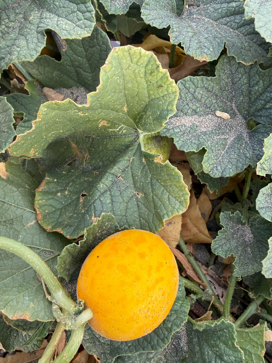 Cucumis melo agrestis - (Naudin.)Pangalo. (Wild Melon) — photo