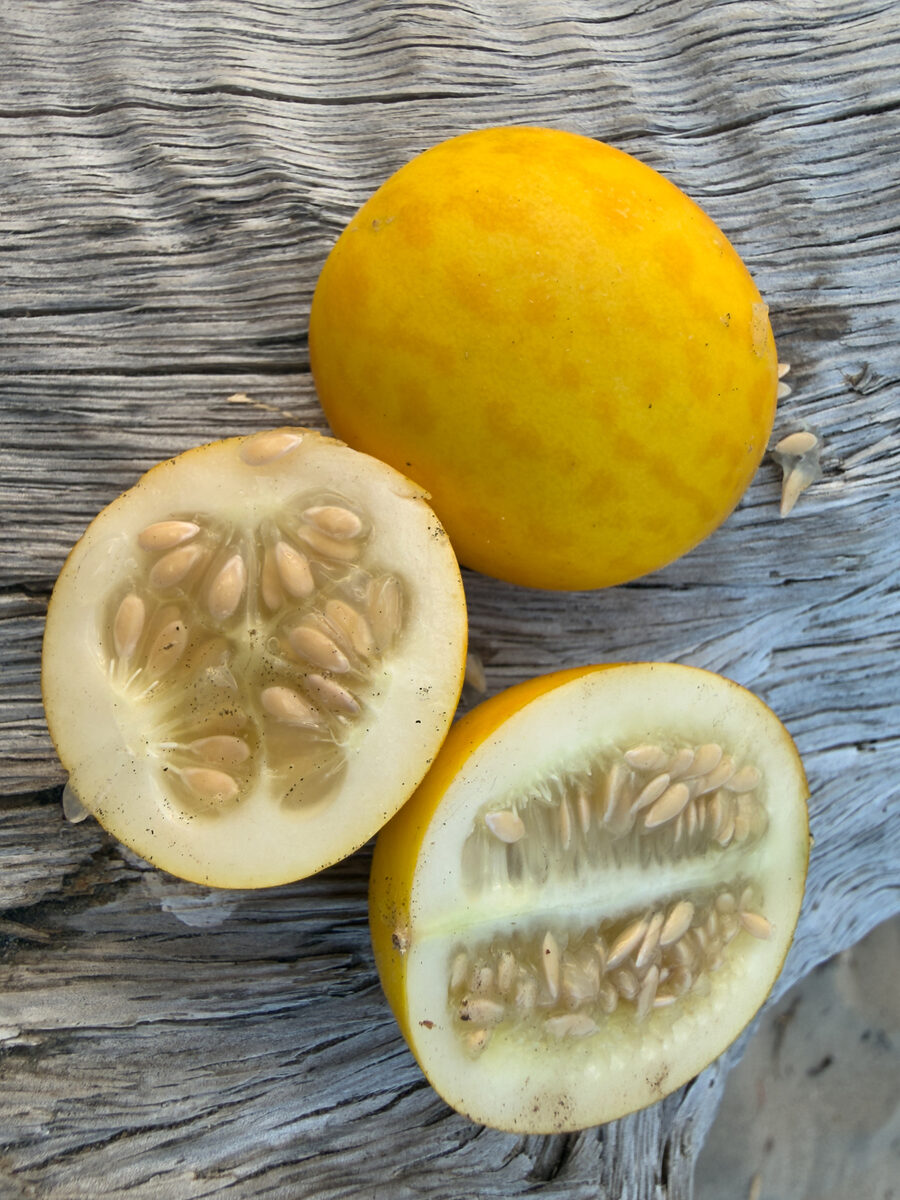 Cucumis melo agrestis - (Naudin.)Pangalo.