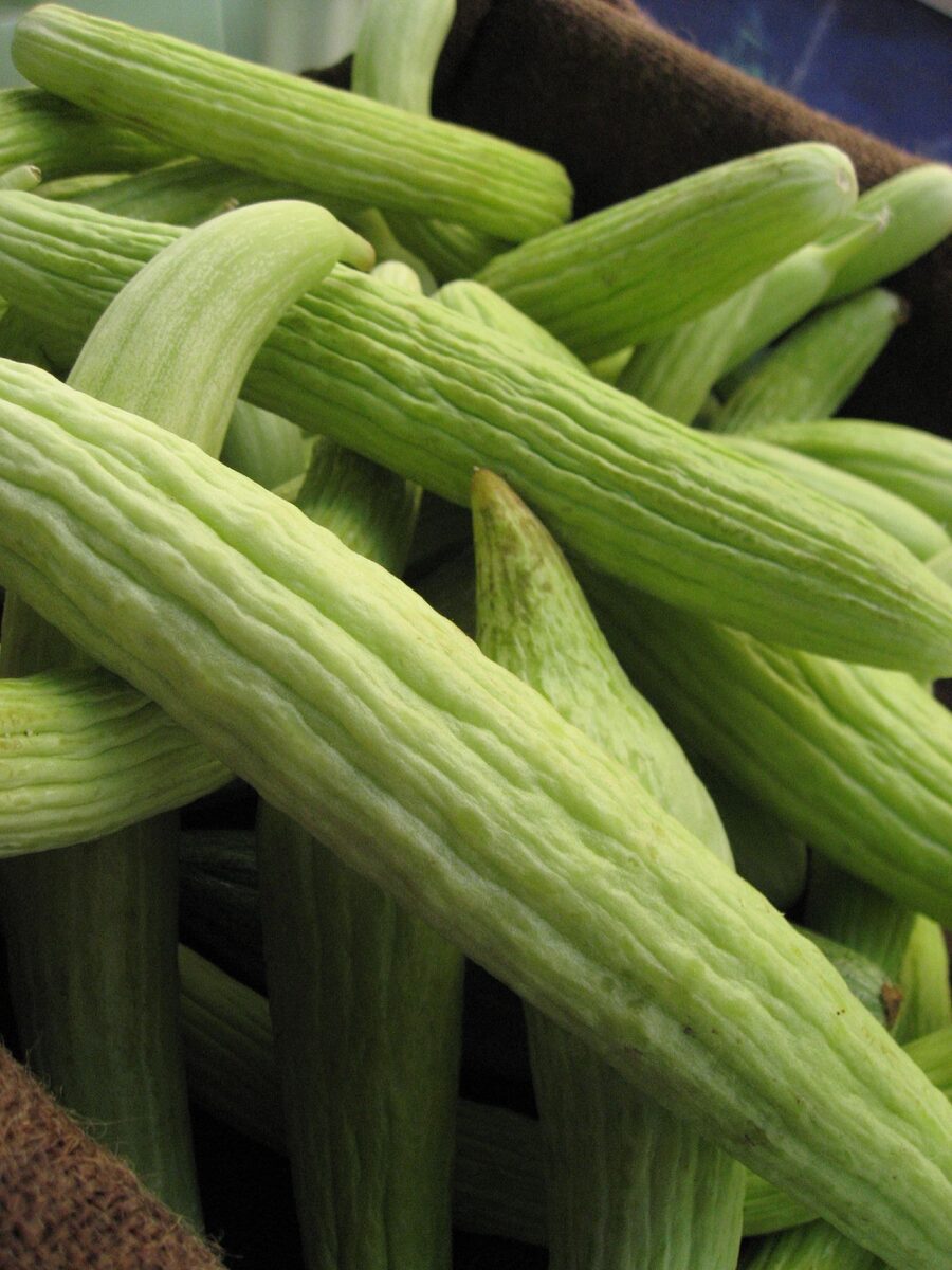 Cucumis melo (Melon) — photo