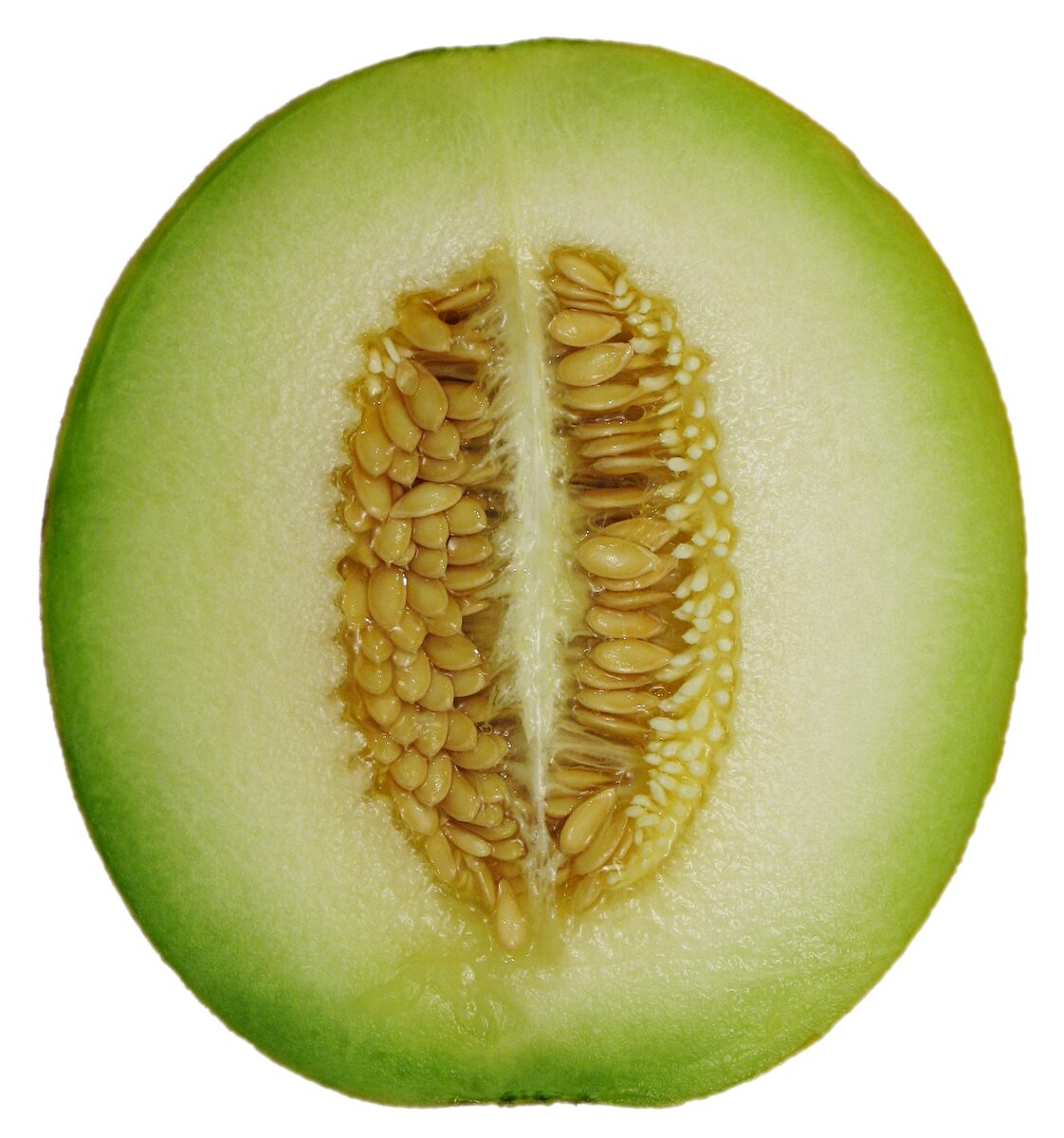 Cucumis melo (Melon) — photo