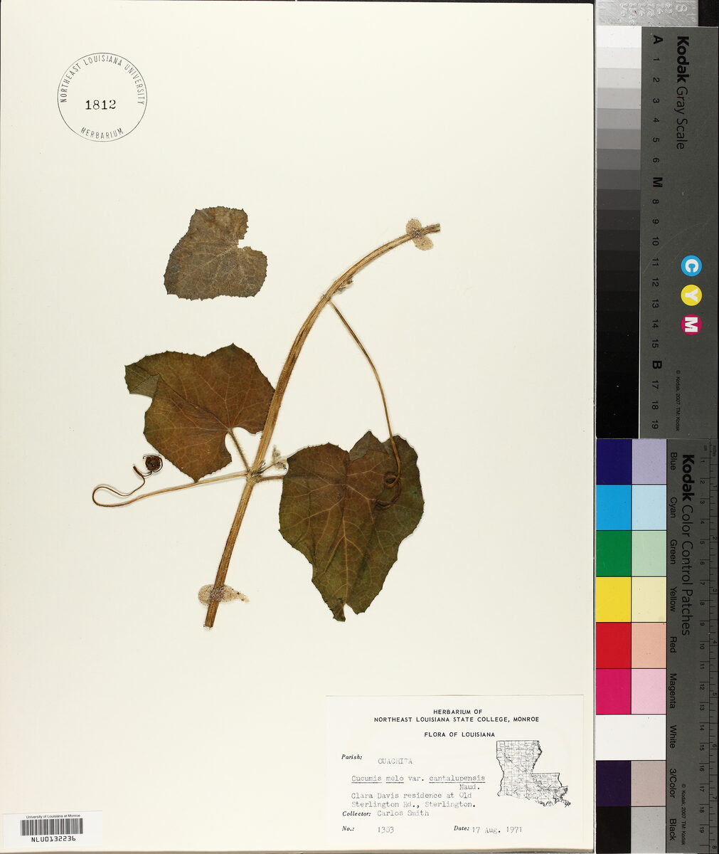 Cucumis melo cantalupensis (Cantaloupe Melon) — photo