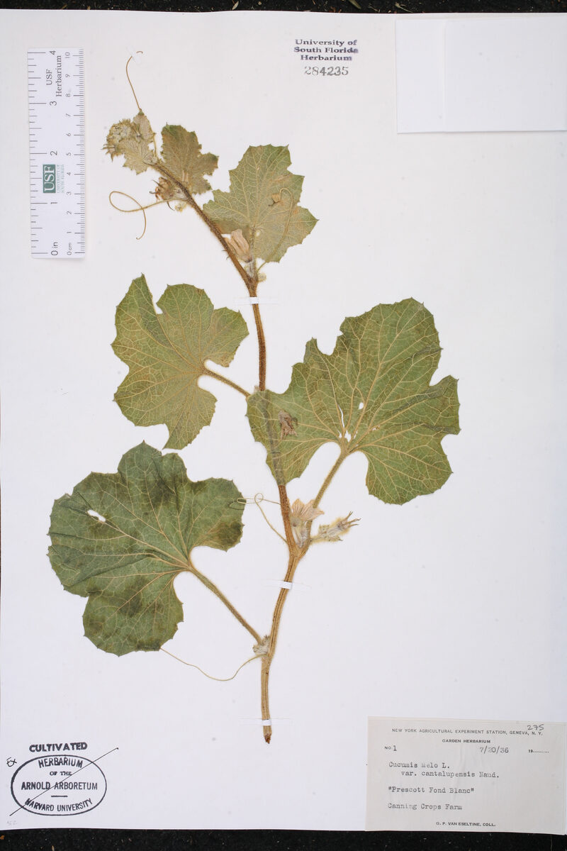 Cucumis melo cantalupensis
