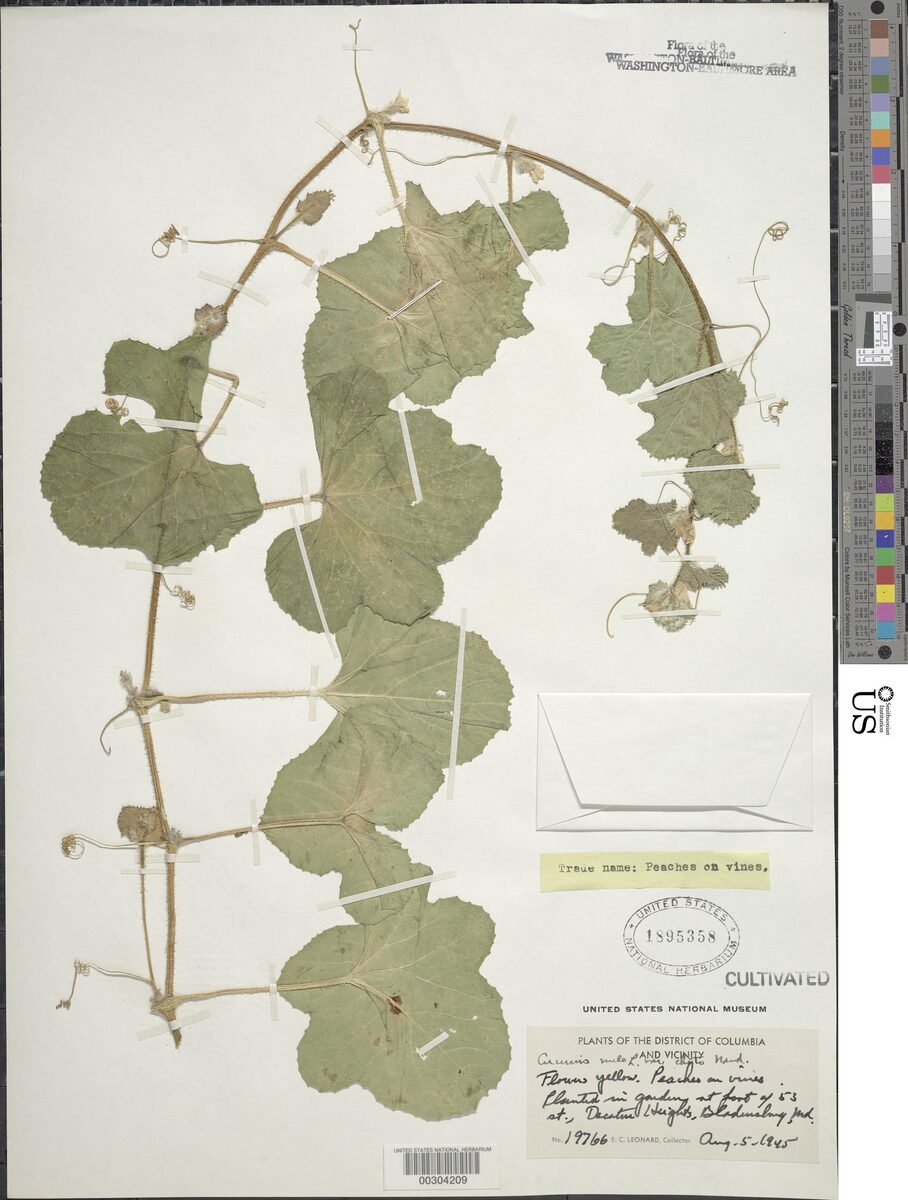 Cucumis melo chito - (C.Morren.)Naudin.