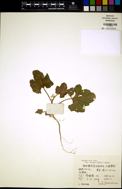 Cucumis melo conomon - (Thunb.)Makino.