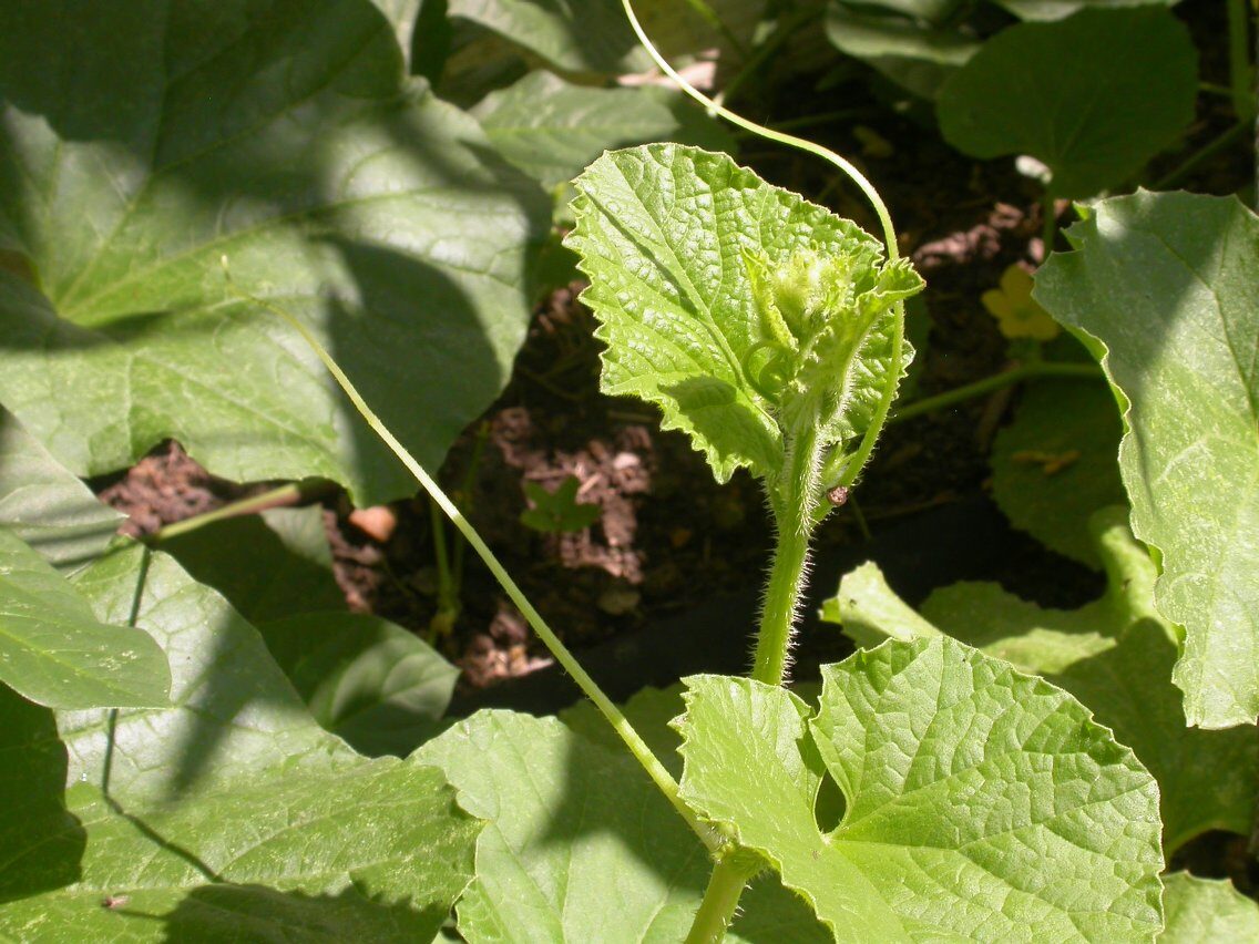 Cucumis melo flexuosus - (L.)Naudin. (Serpent Melon) — photo