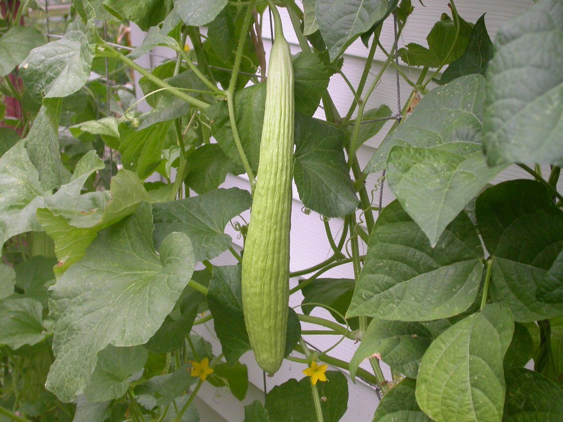 Cucumis melo flexuosus - (L.)Naudin. (Serpent Melon) — photo