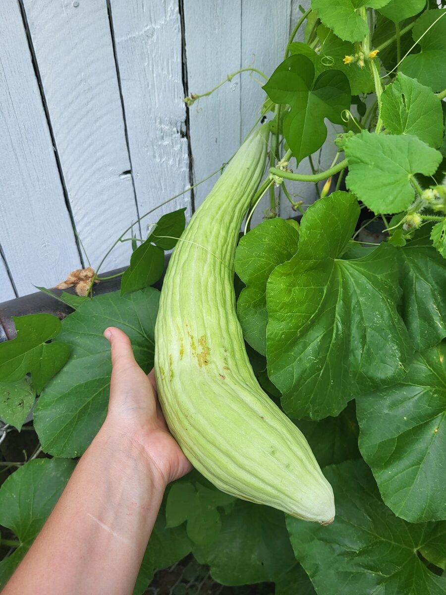 Cucumis melo flexuosus - (L.)Naudin.