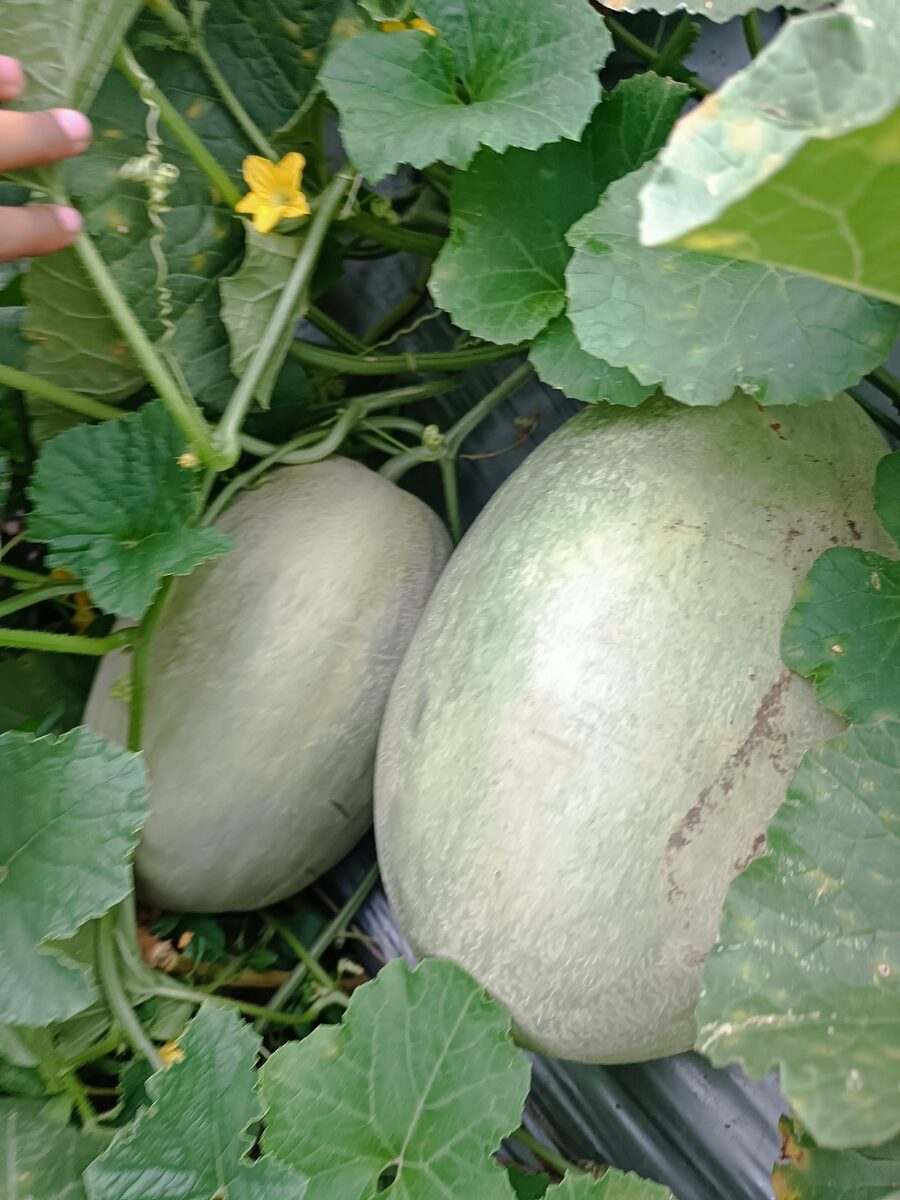 Cucumis melo inodorus (Honeydew Melon) — photo