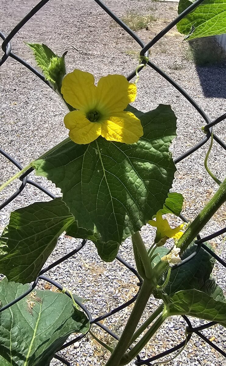 Cucumis melo inodorus (Honeydew Melon) — photo