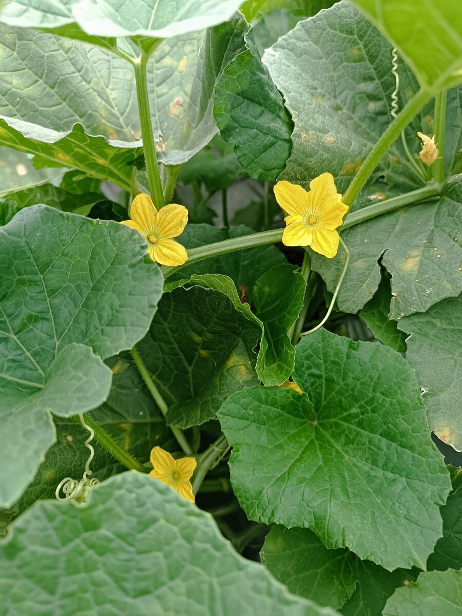 Cucumis melo inodorus (Honeydew Melon) — photo