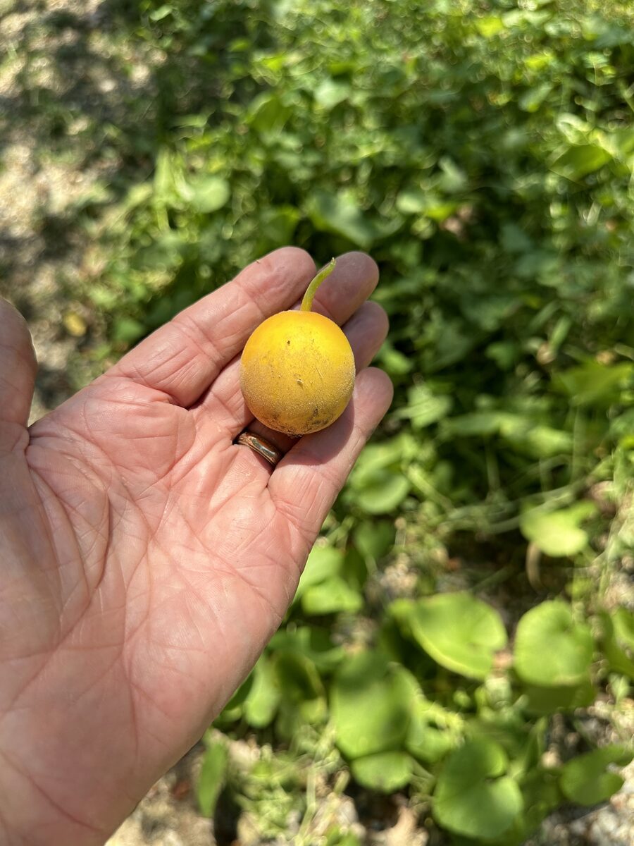Cucumis melo var. dudaim (Watermelon) — photo