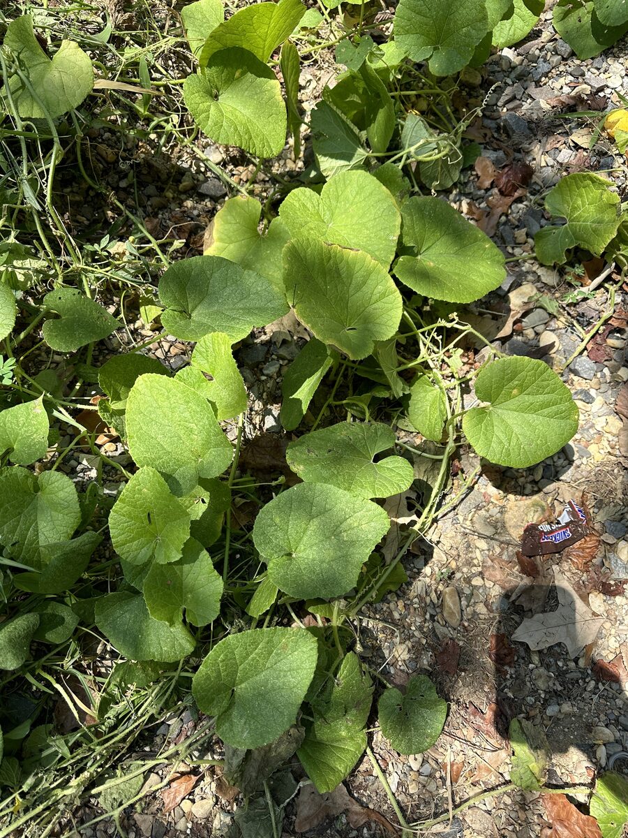 Cucumis melo var. dudaim