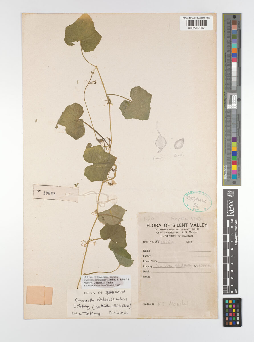 Cucumis silentvalleyi — photo