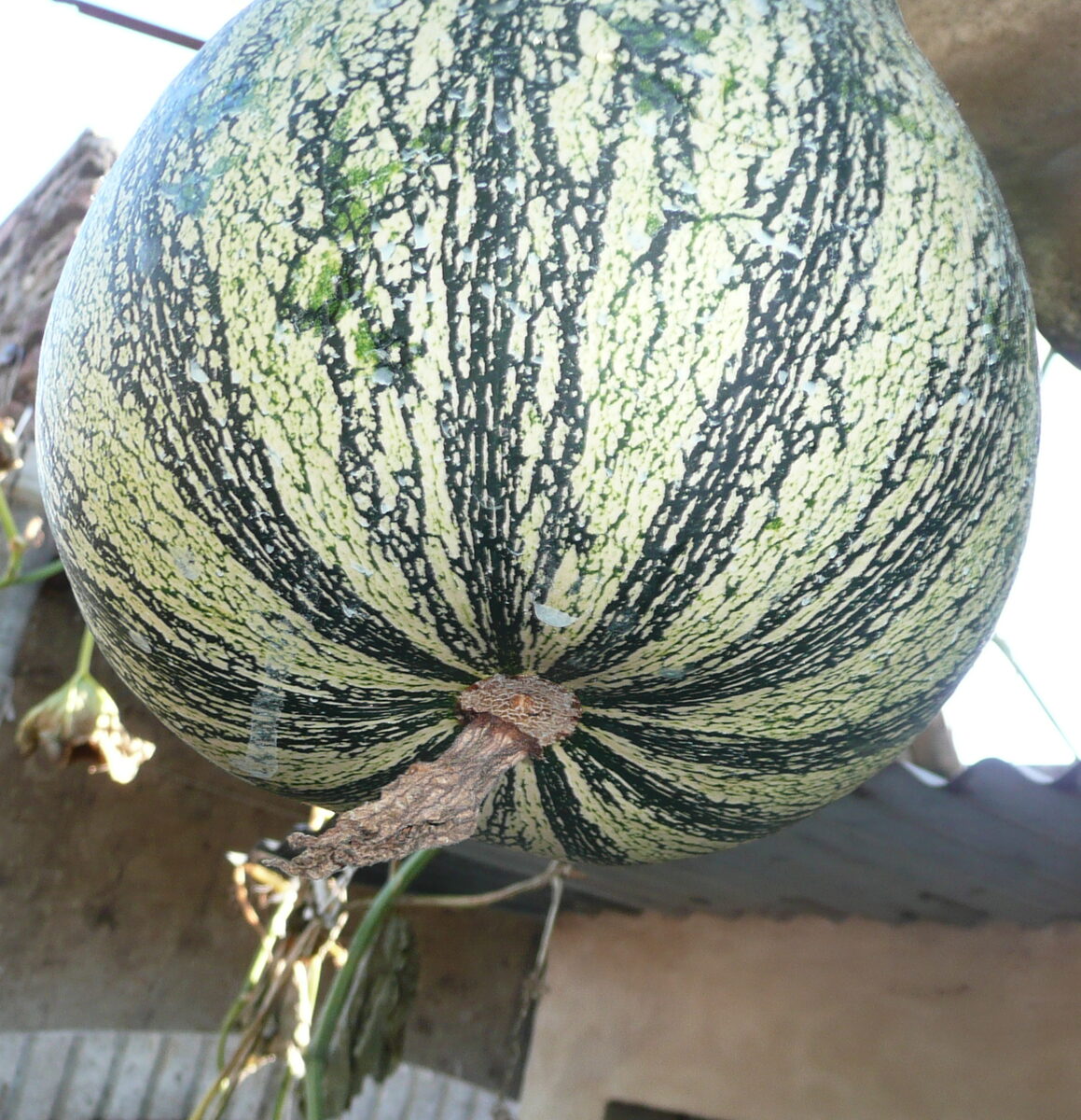 Cucurbita argyrosperma (Cushaw) — photo