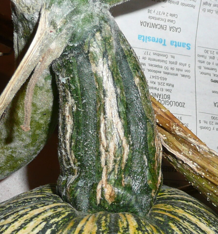 Cucurbita argyrosperma (Cushaw) — photo
