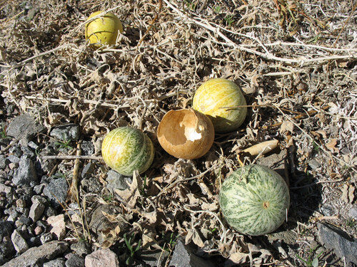 Cucurbita palmata (Coyote Gourd.) — photo