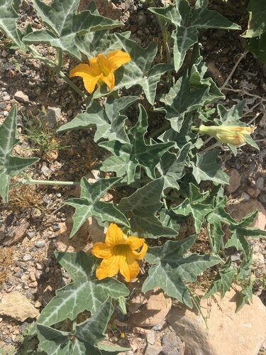 Cucurbita palmata