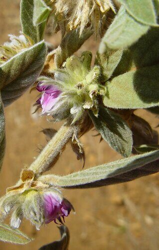 Cullen badocanum — photo
