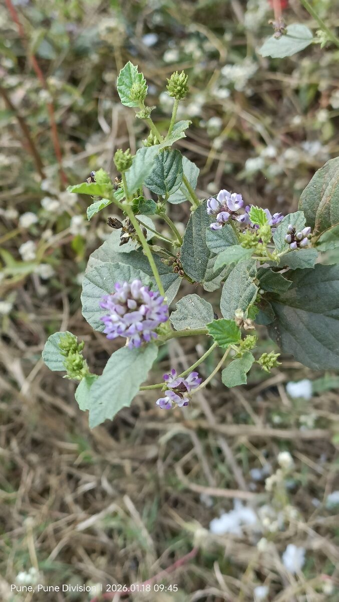 Cullen corylifolium - (L.) Medik. (Bu Gu Zhi) — photo