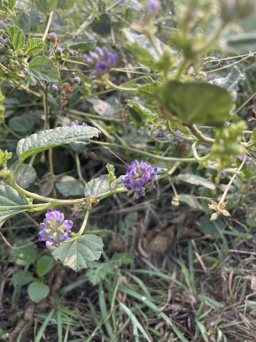 Cullen corylifolium - (L.) Medik. (Bu Gu Zhi) — photo